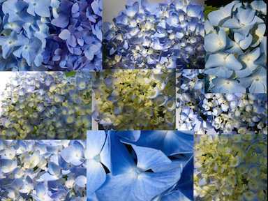 multiple hydrangeas