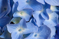 cropped version of original hydrangea